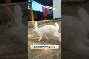 Rabbit Playing Viralvideo🌿#rabbit#youtubeshorts#mycuterabbit#pets#animals#cute#shortfeed#shortvideo