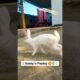Rabbit Playing Viralvideo🌿#rabbit#youtubeshorts#mycuterabbit#pets#animals#cute#shortfeed#shortvideo