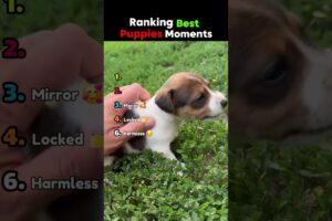 Ranking Best Puppies Moments 🐶