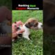 Ranking Best Puppies Moments 🐶