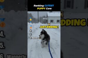 Ranking CUTEST PUPPY Core 😂 🐶