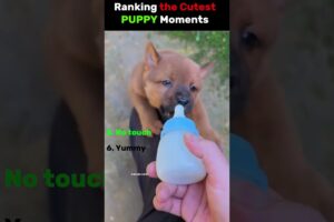 Ranking CUTEST PUPPY Core Moments 🐶🍼