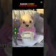 Ranking Cutest Puppy Moments #funny #ranking #cute #puppy #puppies