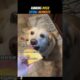 Ranking The Top 6 Cutest Dogs Eating Moments #gracioso #actuación