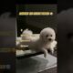 Ranking the CUTEST PUPPIES 🥹 !!! #dogs  #cute #puppy