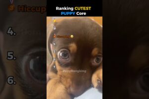 Ranking the CUTEST Puppy Moments Ever! 🐶🥹❤️ #puppy