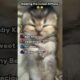 Ranking the Cutest Kittens #adorable #kitten #cute