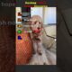 Ranking the Cutest Puppy Moments 🐶🥹❤️