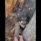 Rescued the puppy trapped in a burned tree trunk #puppy #dogrescue #adoptstrays #rescue #rescuedog