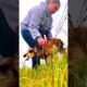 She heard a cry and found this poor creature stuck in a fence 🥺 #rescue #pronghorn #wildlife