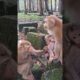 She love abd tuching little leland like her son #shorts #4k #animals #babymonkey