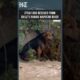 Stray Dog Rescued From Chile’s Raging Mapocho River As Floodwaters Surge | #shorts