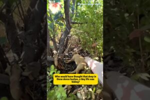 Stray dog found in dense bushes: What did it need first? #rescue #rescueefforts #pets