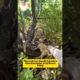Stray dog found in dense bushes: What did it need first? #rescue #rescueefforts #pets