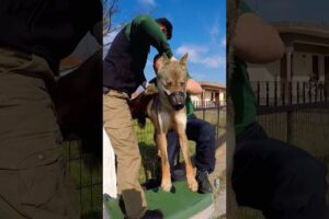 Terrified wolf was trapped for hours in metal fence 💔