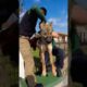Terrified wolf was trapped for hours in metal fence 💔