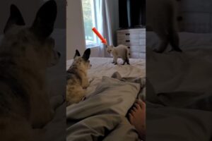 The Cutest Kittens Stealing Hearts #shorts