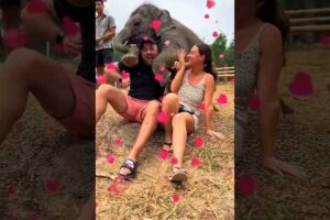 The Most Playful Baby Elephant #elephant #shorts #animals #wildlife #elephants #cute #baby #wow