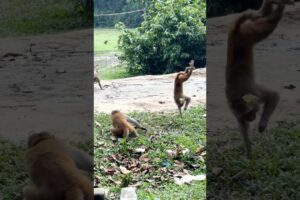 The monkeys started playing together #MonkeyTales #Animals #Monkey