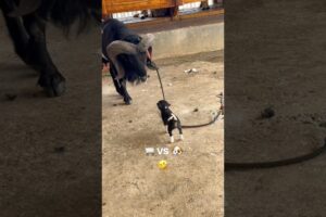 The sheep is playing with the dog. #domba #dombagarut #sheep #dog #animals