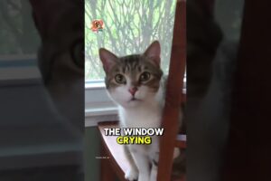 This Stray Cat Cried for 3 Hours Until They Finally Let Him In