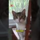 This Stray Cat Cried for 3 Hours Until They Finally Let Him In