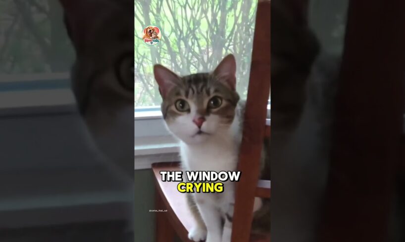 This Stray Cat Cried for 3 Hours Until They Finally Let Him In