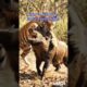 Tiger vs Wild Boar | Brutal Animal Fight