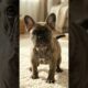 Top 10 Cutest Puppies in the World 🐶 | Cute Puppies #shorts