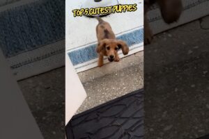 Top 5 cutest puppies 🐶 #puppy #funnyvideos #funnydogs