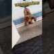 Top 5 cutest puppies 🐶 #puppy #funnyvideos #funnydogs