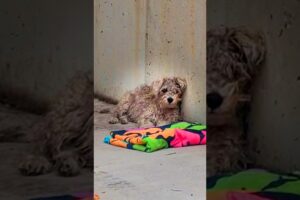Trembling Stray Pup Just Needed Someone to Love Him ❤️ @lauraaa_nic