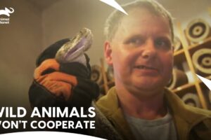 Turtleman Faces His Most Insane Animal Rescues | Call of the Wildman S2 & S1 | Animal Planet India