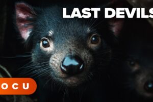 WILDLIFE DOCUMENTARY | Last Devils (A species fighting extinction – full documentary)