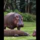 When Animals Fight Back! 😱 Wild Animal Fights