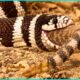 When Snakes Hunt Snakes: Nature’s Most Intense Encounters | Animal Fight