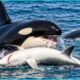When the Ocean's Deadliest Predators Strike | Animal Fight