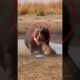 Wild Animals Fights Caught On Camera! #animals #wildlife #shorts