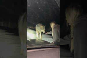 Woman Rescues  Wolf Named Koda — His Unbelievable Reaction Will Melt Your Heart 🐺❤️ #viralvideo