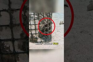 You Wont Believe What This Diver Discovered 😨 #viralshorts #animalrescue #fish  #viral #marinelife