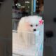 beautiful 🤍 fluffy dog 🐕🐶 #dogs #dog #cute #puppies #puppy #dogshorts