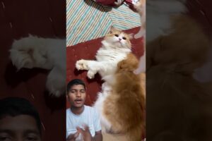 cat kids 😻😻 / #shorts #viral #usa