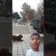 puppy trying to pk truck 🚒 / #shorts #viral #funny