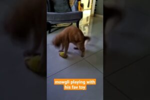 #shorts #browncat #cat #fun #loving #enjoying #playing #animals #cute