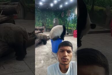 unkantrole panda 🐼 😲 / #shorts #funny #animals