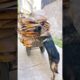 शेरू एक मिनट भी आराम नहीं करता 😱 #dog #animalstory #pet