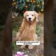 शेरू ने मालिक की गन्दी आदत छुडा दी ☺️ #dog #dogshorts #animal