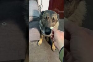 शेरू मालिक के चक्कर में बीमार पड़ गया 😢 #dog #animallovers #pets
