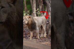 சிங்கம் ஏன் இப்படி சிறுநீர் தெளிக்கிறது? 😳🦁 #facts #animals #wildlife #lion #tamil